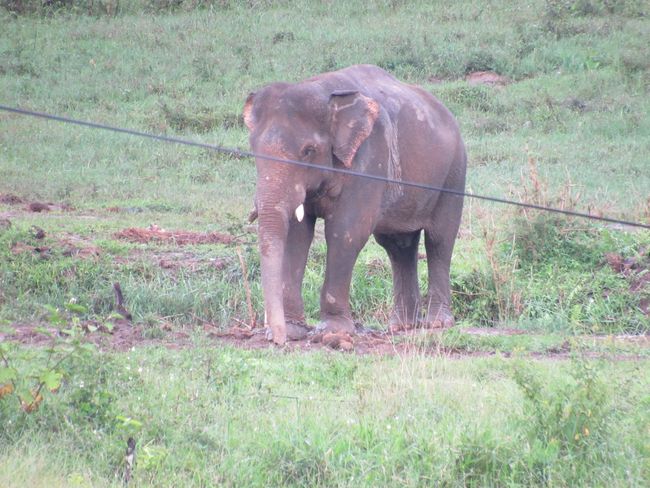 Elephant in the mountains of Vietnam - taken from the motorbike