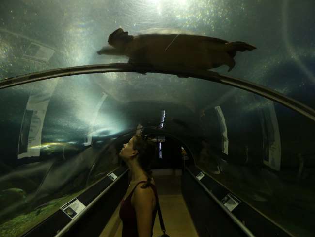Aquarium glass corridor with pig-nosed turtle above me