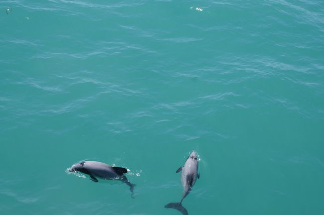 Delphine bei Kaikoura