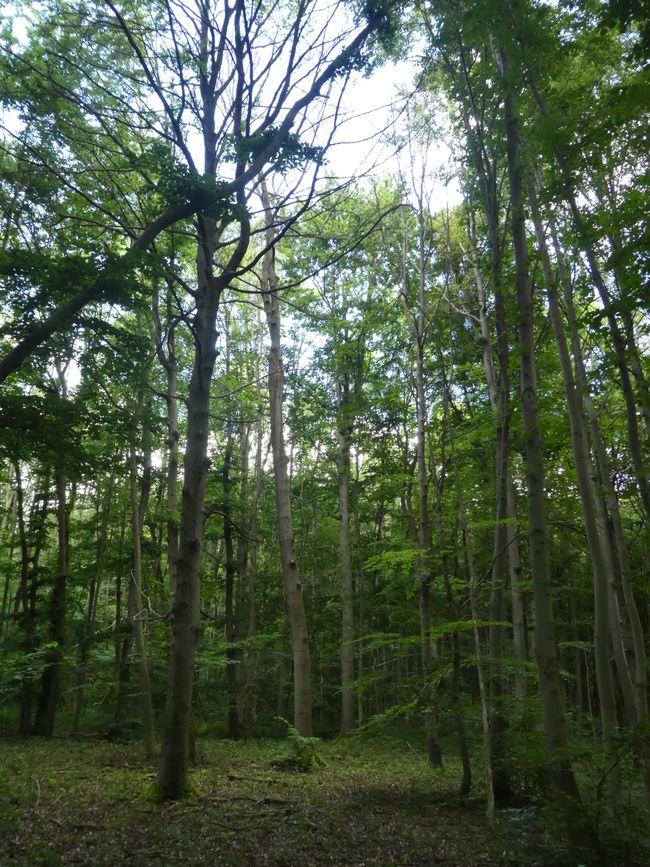 Waldpromenade beim Baumkronenpfad
