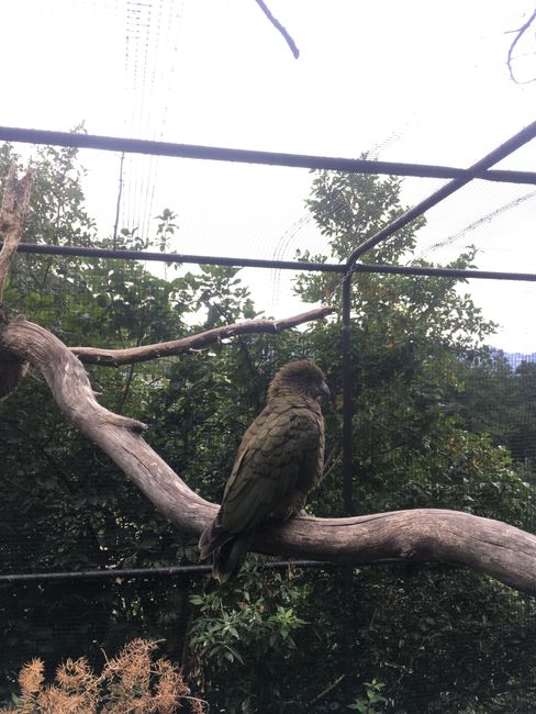 Kea (Papagei) im Kiwi Birdlife Park