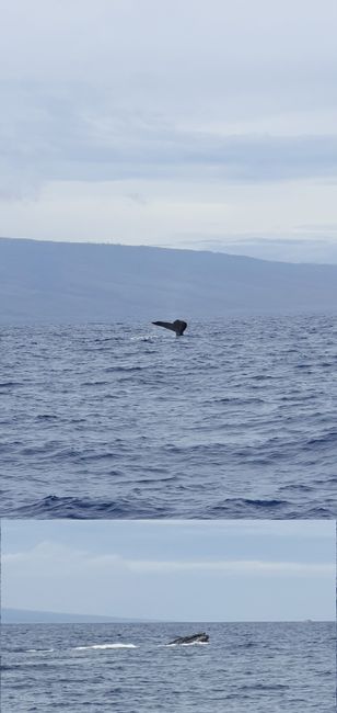 بين الحيتان وكورونا