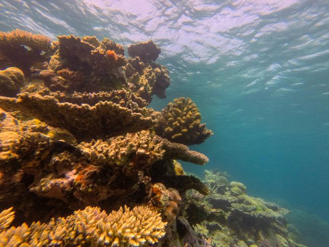 Korallengarten, Flynn Reef