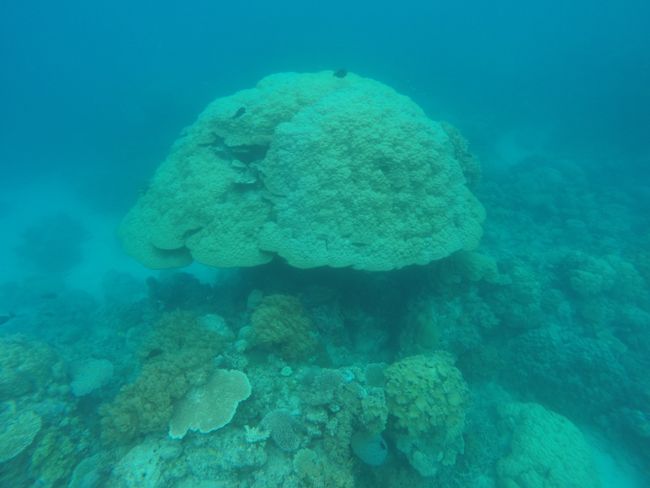 Underwater mushroom