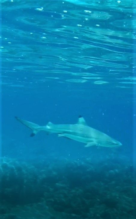 Malediven Tag 9 - Fahndungserfolg & jede Menge Haie