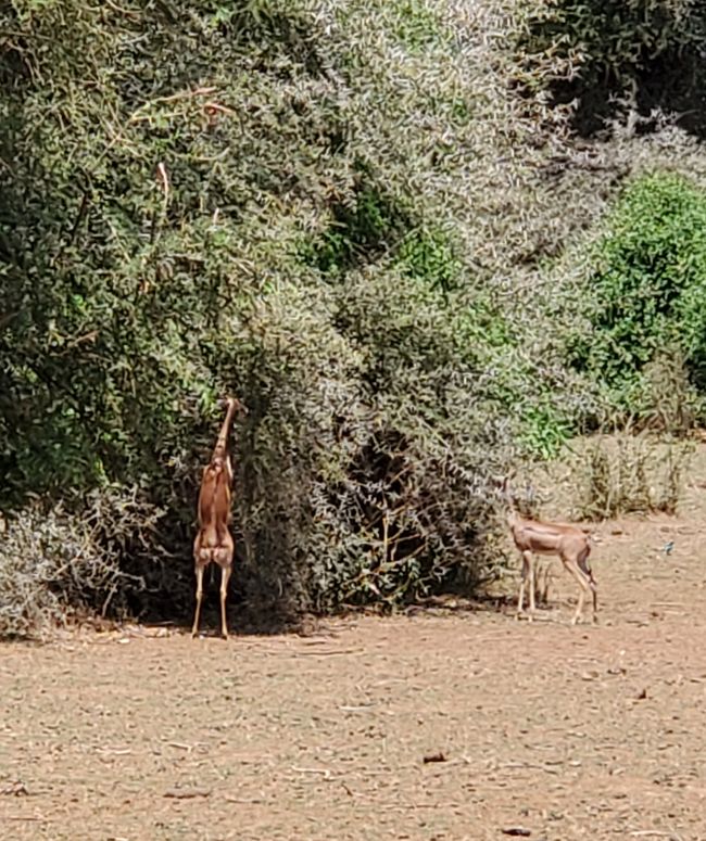 Giraffenantilope auf zwei Beinen bei der Futtersuche