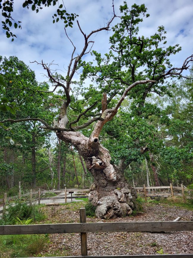900-year-old Troll Oak