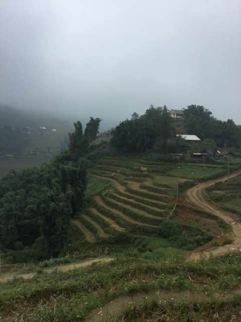 Rice terraces