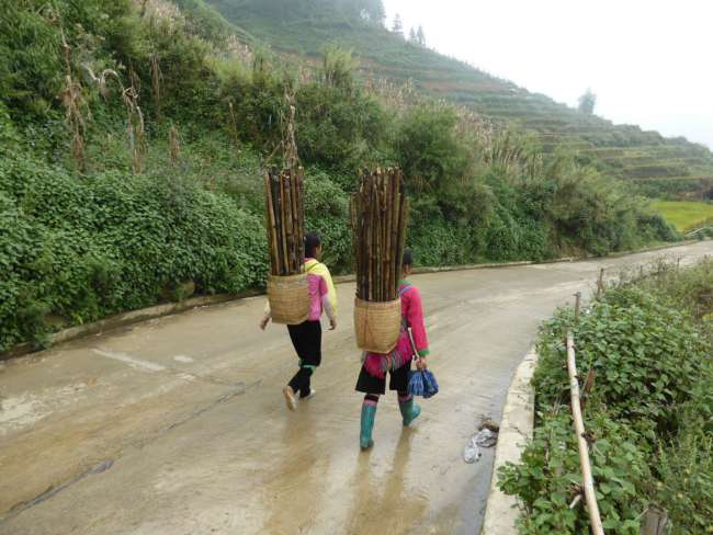 Hmong carrying bamboo