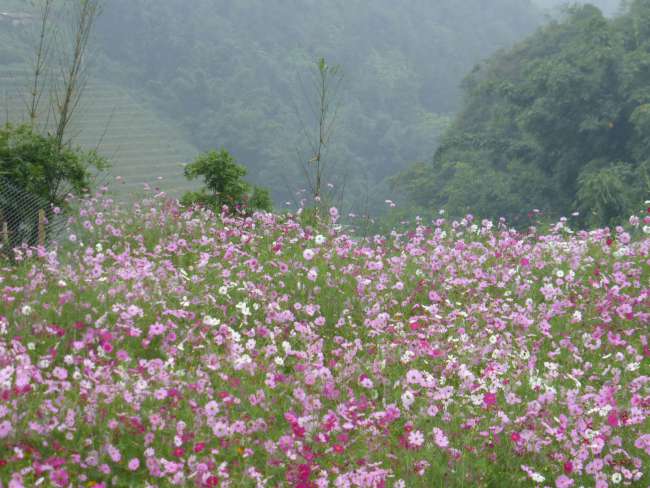 Beautiful flowers among the rice fields
