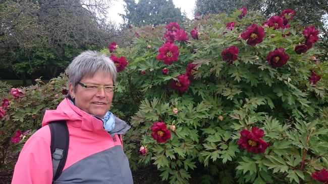 Stephanie in front of huge peonies in the park right behind our accommodation