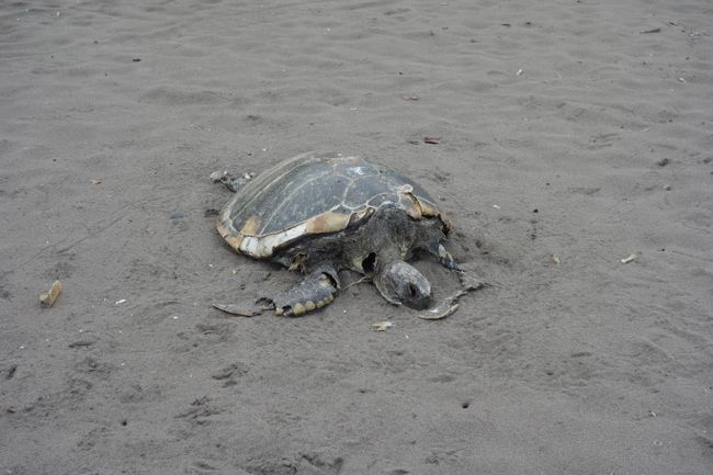 Diese Schildkröte hat es nicht mehr zurück ins Meer geschafft.