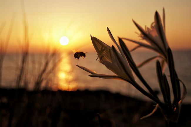 Die Biene genießt einen letzten Sonnenuntergang mit uns
