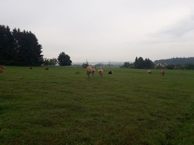 Hiking trail leads across cow meadow