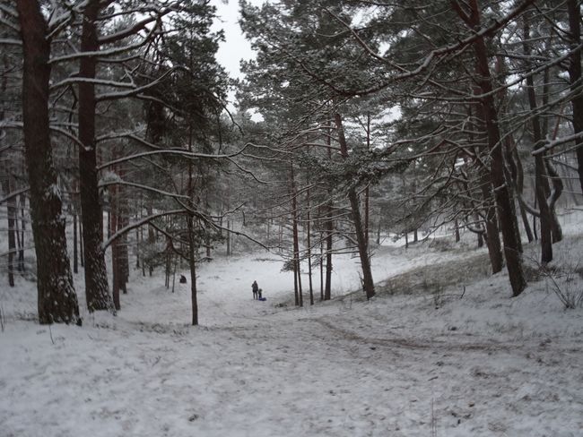 Winter forest and something like sledding