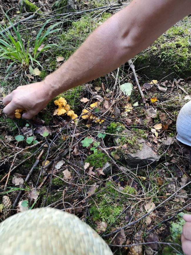 Collecting chanterelles with Michi and Sven