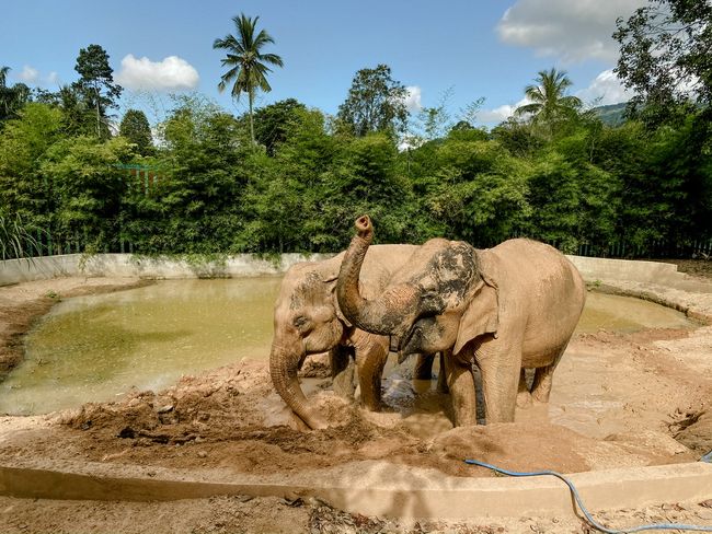 Day 7: Koh Samui Elephant Sanctuary