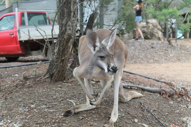 it's really amazing how close you can get to the kangaroos