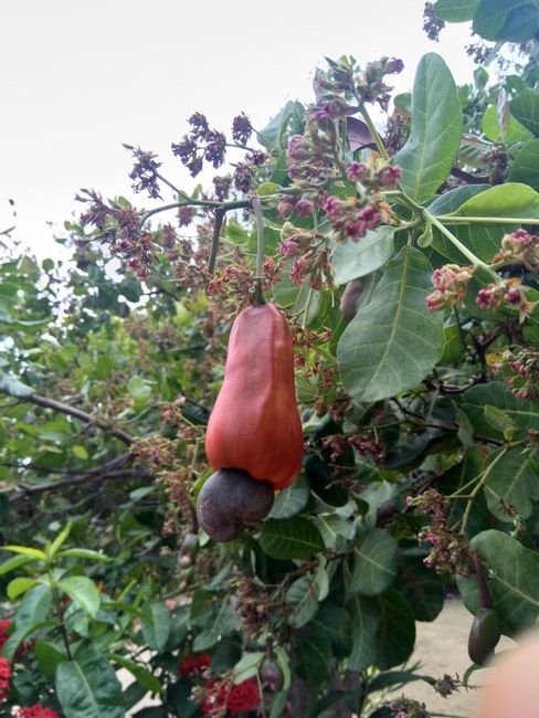 Cashew-Frucht mit Nuss unten hängend