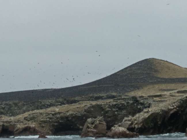 Ballestas Islands: Galapagos for the budget-conscious
