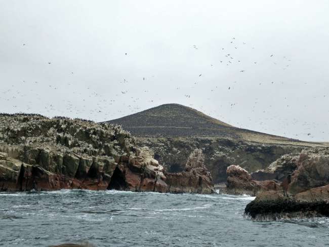 Ballestas Islands: Galapagos for the budget-conscious