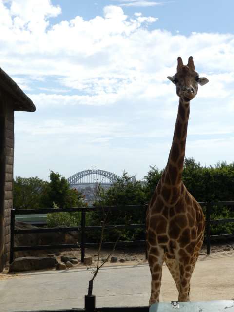 The giraffes really have a great view!