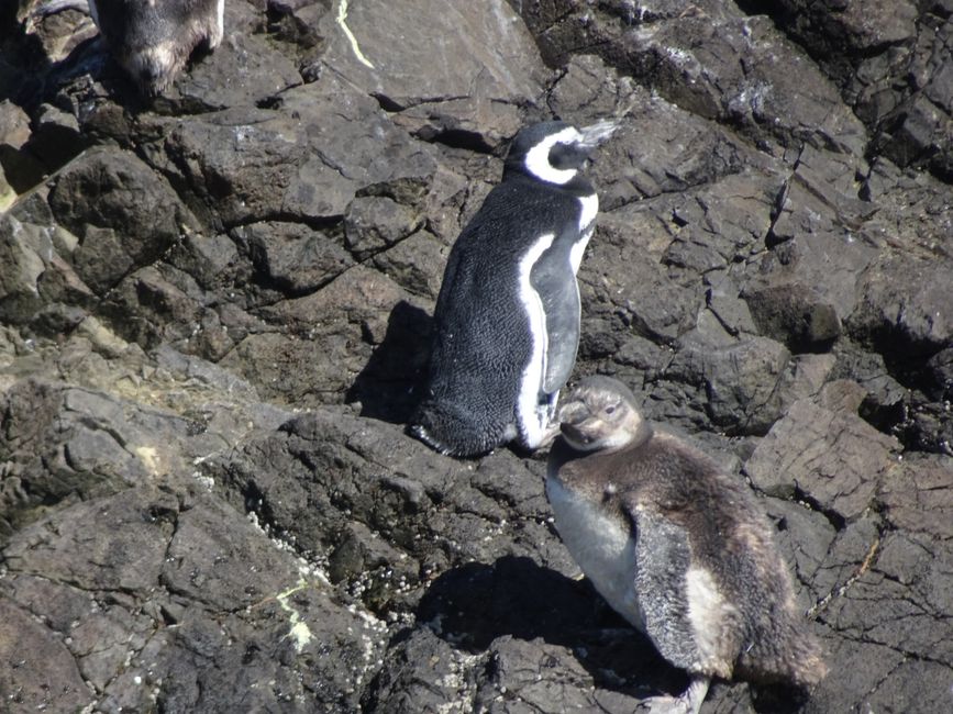 Insel Chiloé: Magellan-Pinguine 