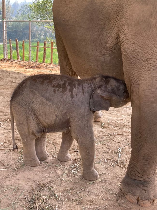 Zweiter Tag Chiang Mai - Elefantenpark