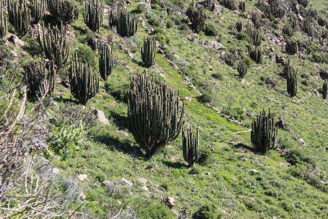 Fauna in Colca Valley