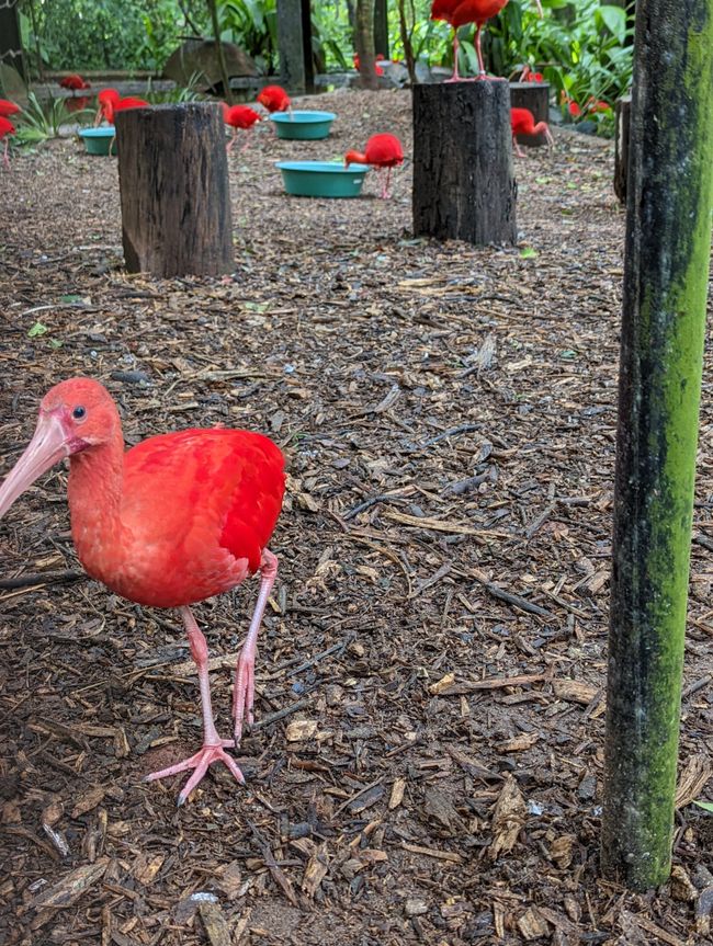 07.06.2022 - Vogelpark und Wasserfälle