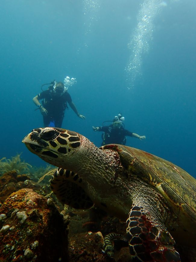 Open water diving course