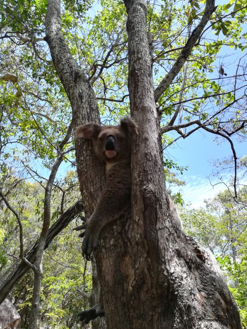 Magnetic Island (Townsville) - auf der Suche nach wilden Koalas 🐨