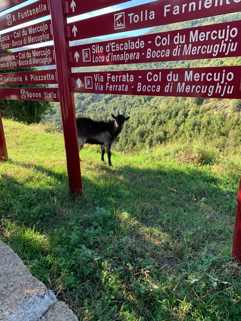 free-roaming goats