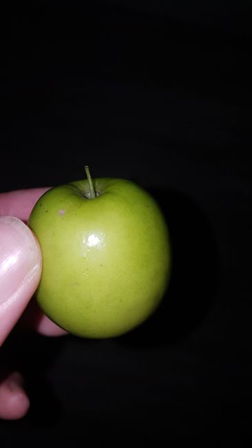 In the morning, when I went to the bakery with the Austrian Martin, we came across these small fruits. We were allowed to taste them for free. In the hostel, they said that they are translated as small apples. They look like mini apples, but taste more like pears to me. 