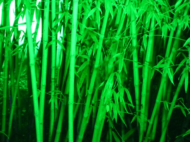 Bamboo at night