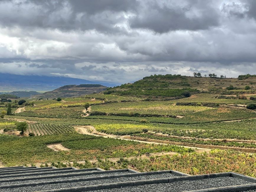 Vineyards in Rioja