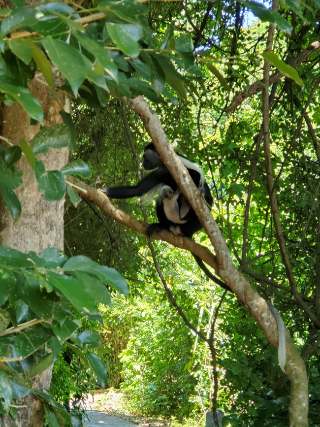 Colobus with tiny baby