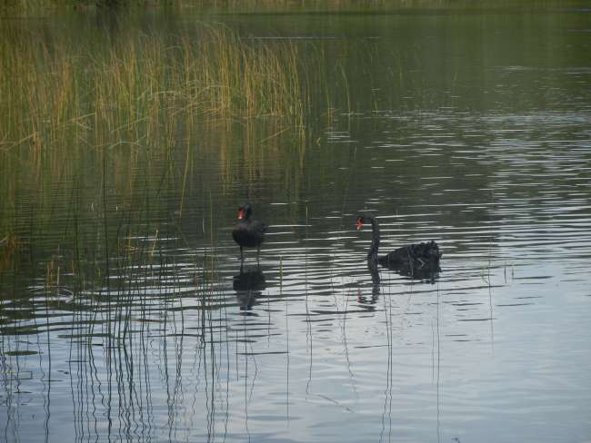 black swans in Myall Lakes National Park