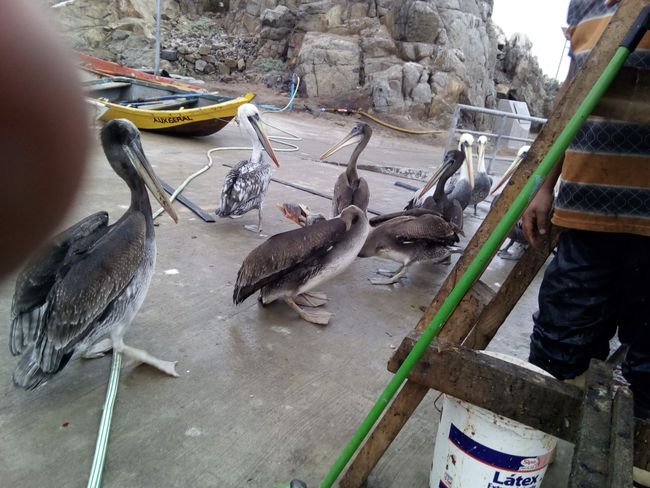 the pelicans waiting for the fish