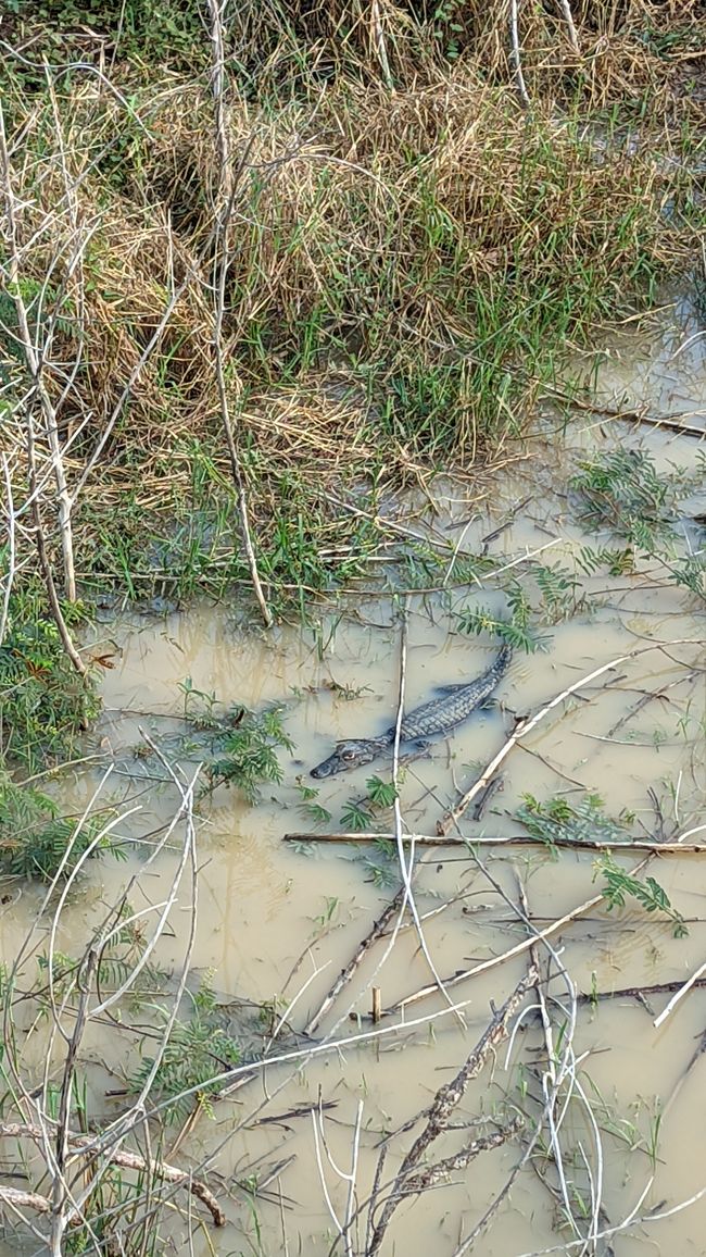 Aufenthalt im Süd Pantanal (Zusammenfassung)