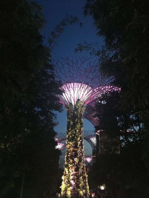  Super Tree Grove, Gardens by the Bay