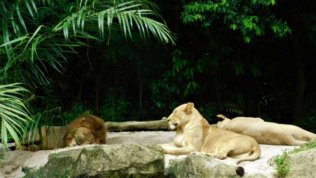 Die Löwenfamilie beim Mittagsschlaf