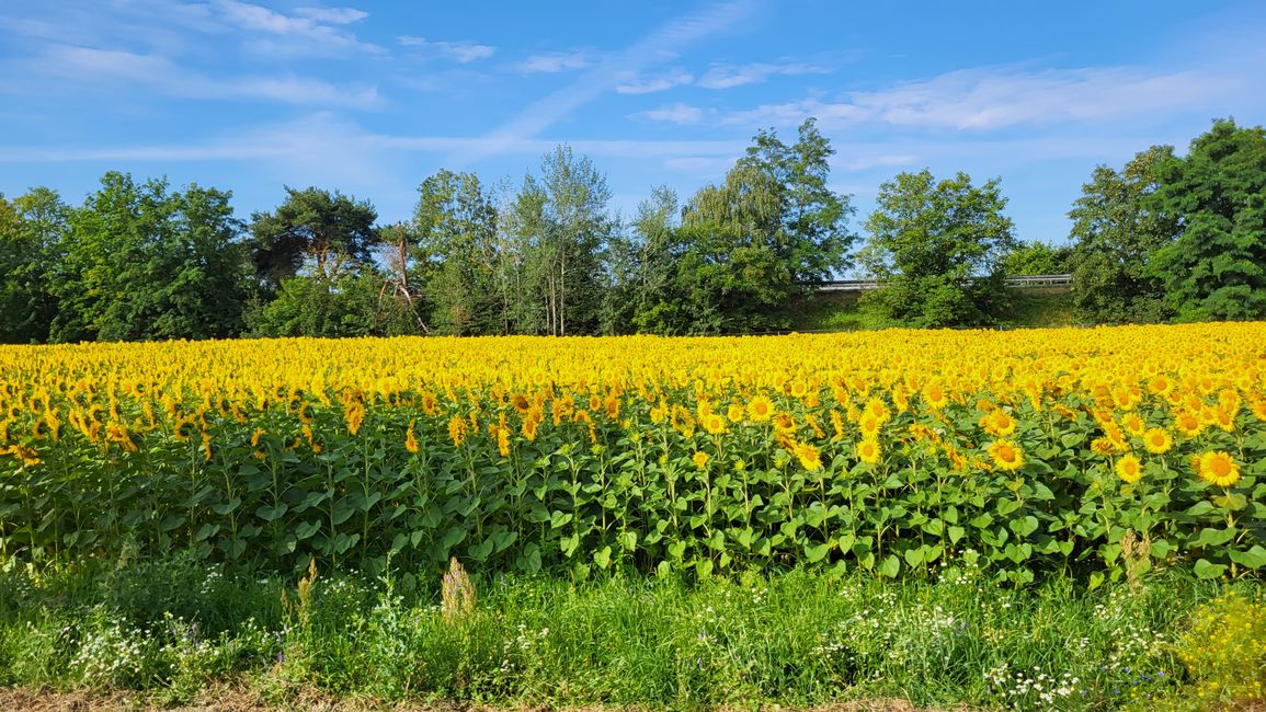 Sonnenblumenfeld auf der Fahrt von Deutschland nach Tschechien