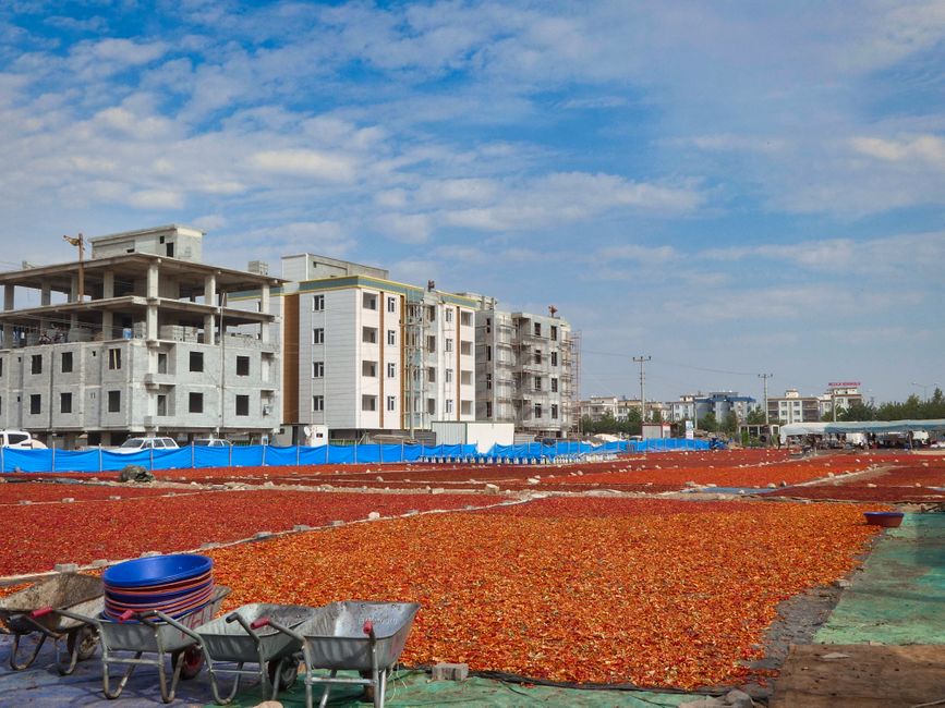 Drying peppers as far as the eye can see.