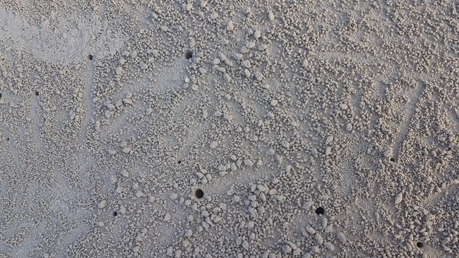 Überall am Strand ließen sich diese kleinen Löcher finden. 