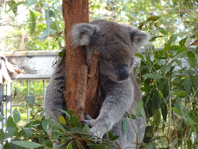 Koalas- Eukalyptus fressen ist schon anstrengend trotz zweier Daumen