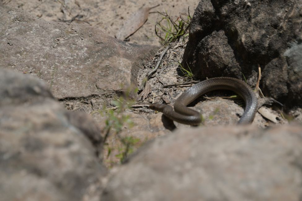 Wanderung in den Grampians - Brown Snake