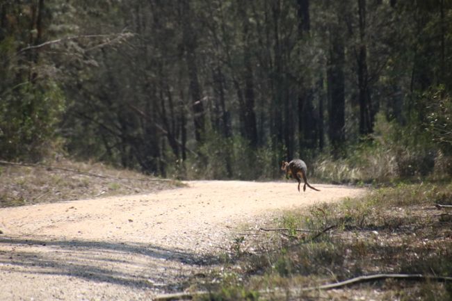A kangaroo on the wrong path
