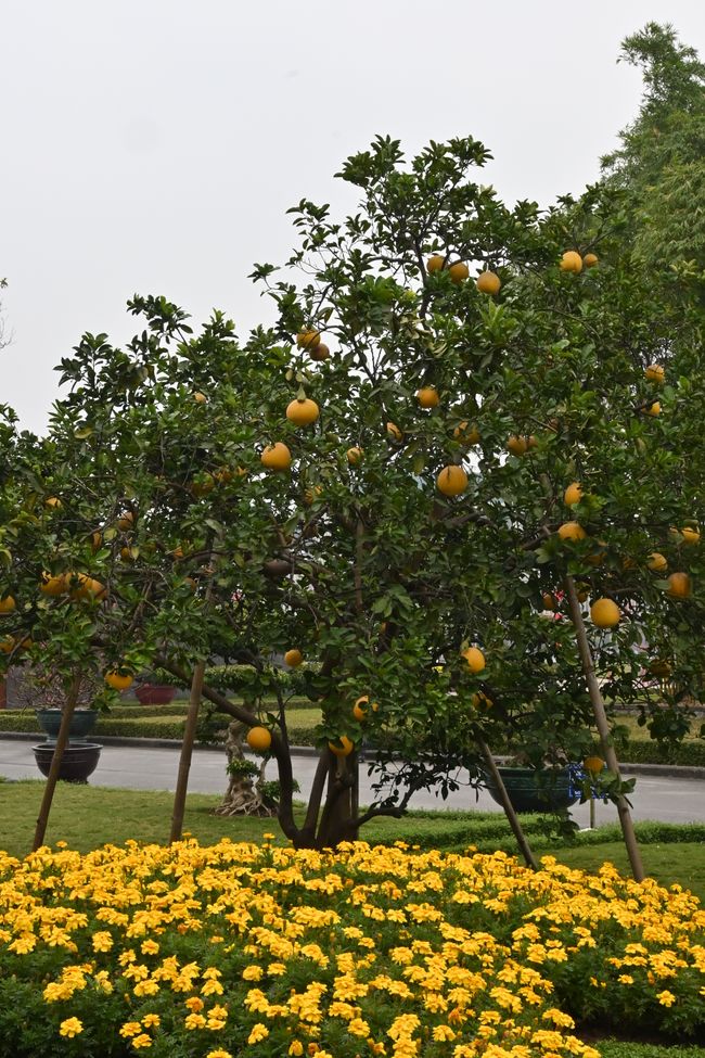 Pomelo tree in the garden of the grounds
