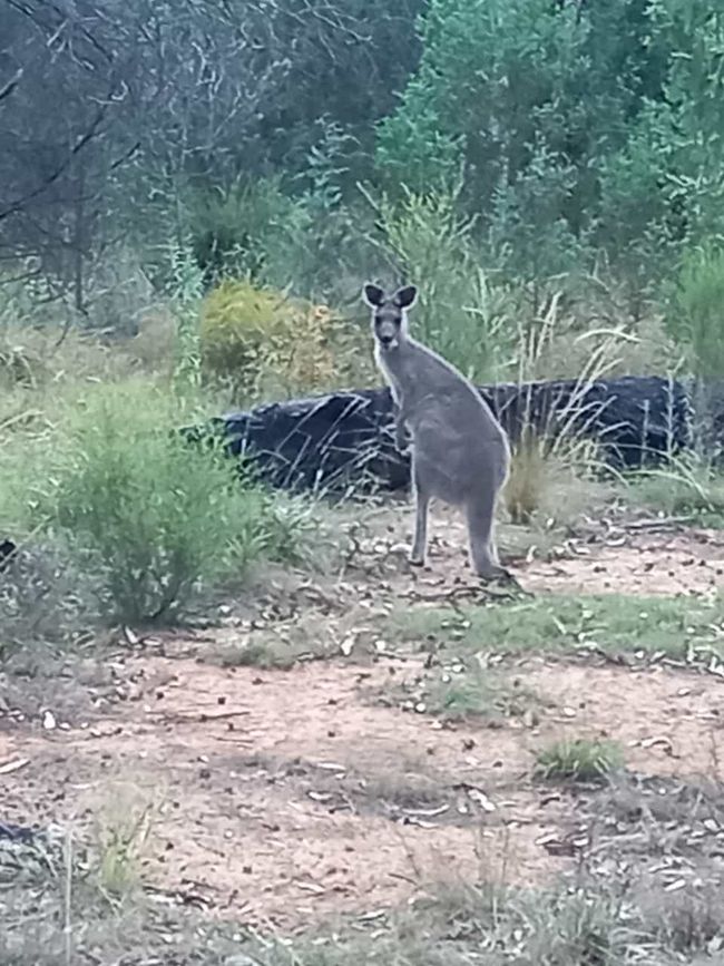 das Känguru beobachtet uns
